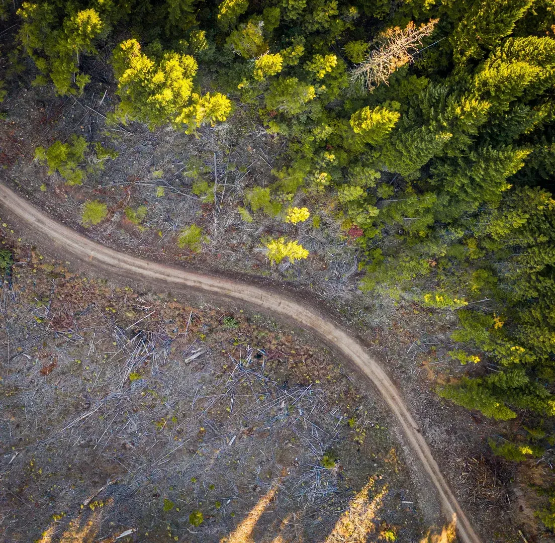 Forest road through managed timberland