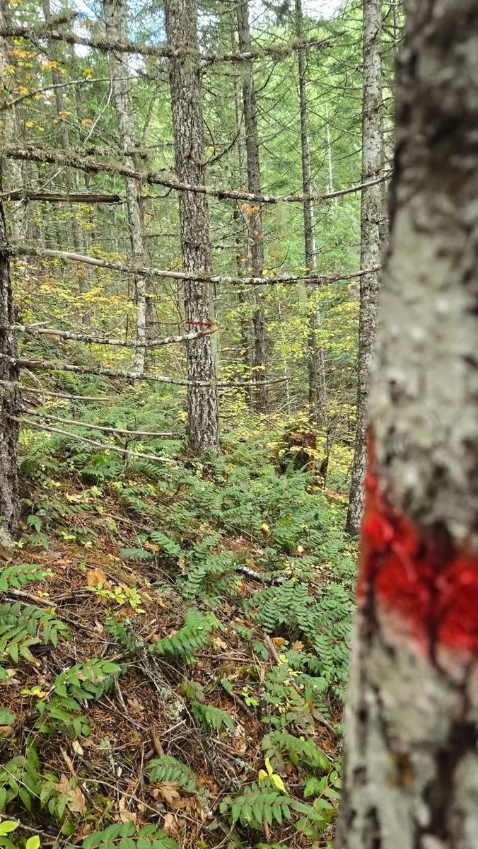 Selective Harvest Marking in the Columbia Gorge