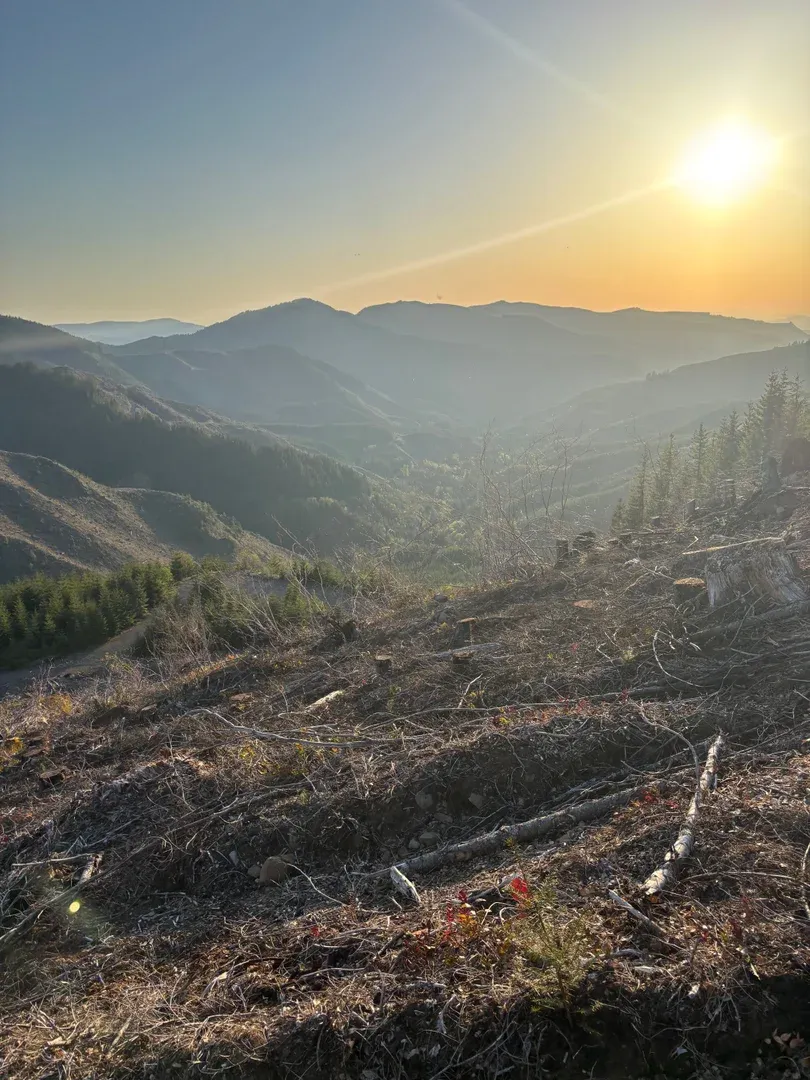 Forestry project site in the Columbia Gorge