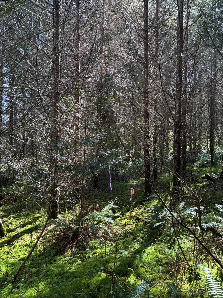 Forest Surveying in the Gorge