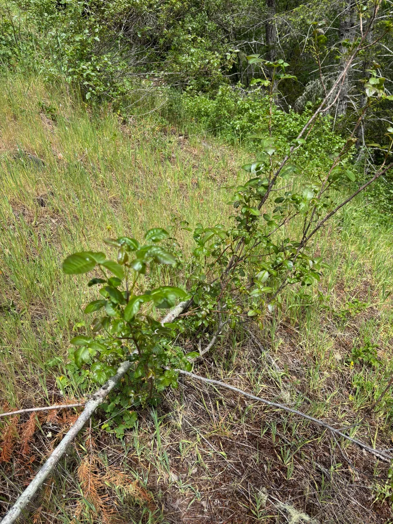 Invasive Species Control