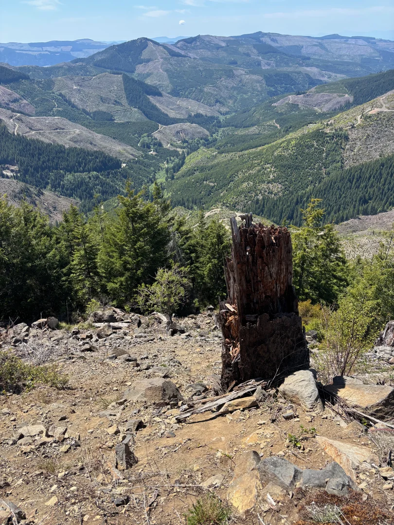 Timber Sale Management